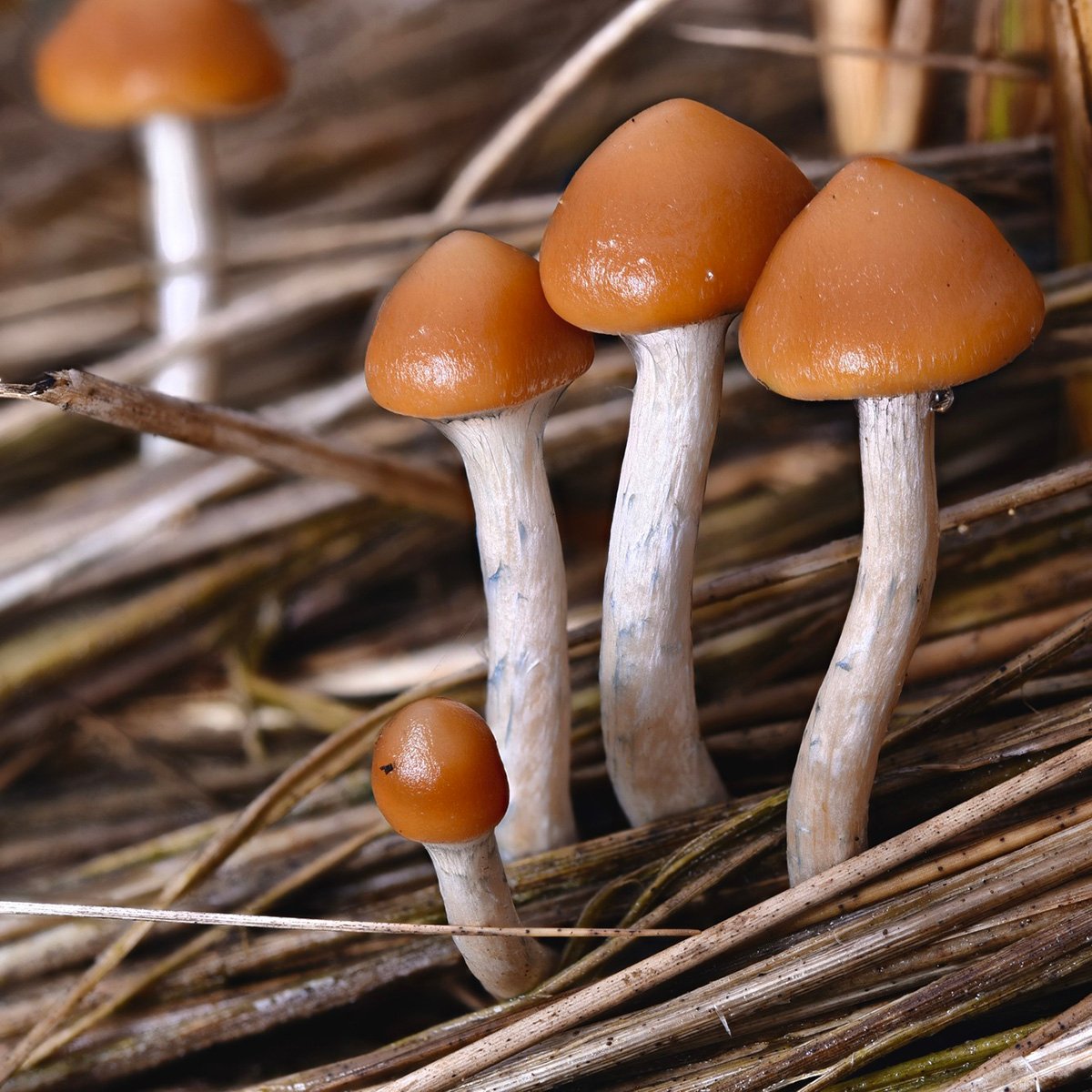Magic Mushrooms(Psilocybe azurescens)