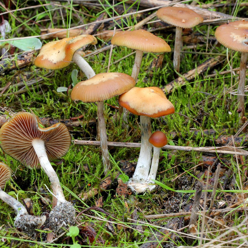 Psilocybe cyanescens (Magic Mushrooms)