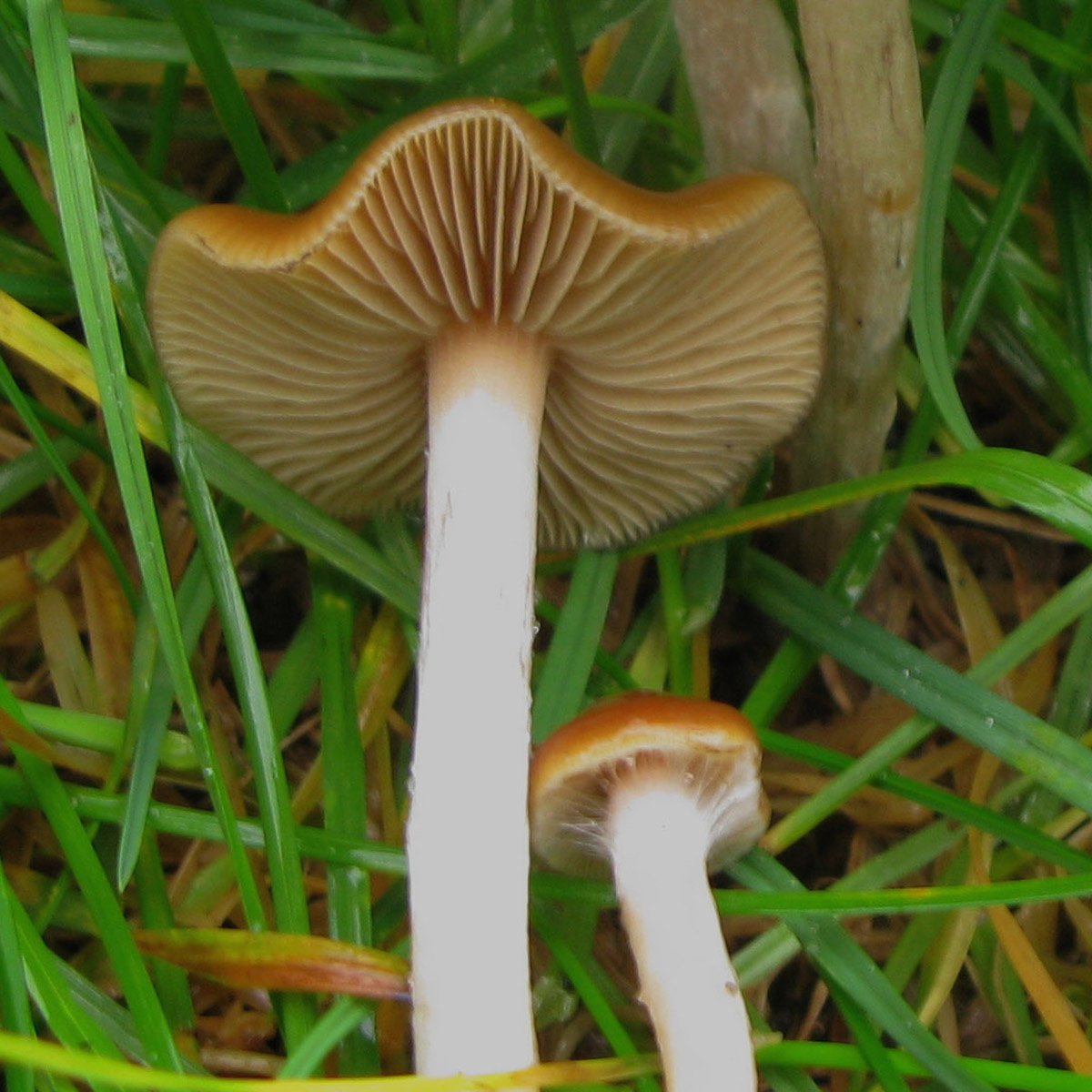 Panaeolus cyanescens (Magic Mushrooms)