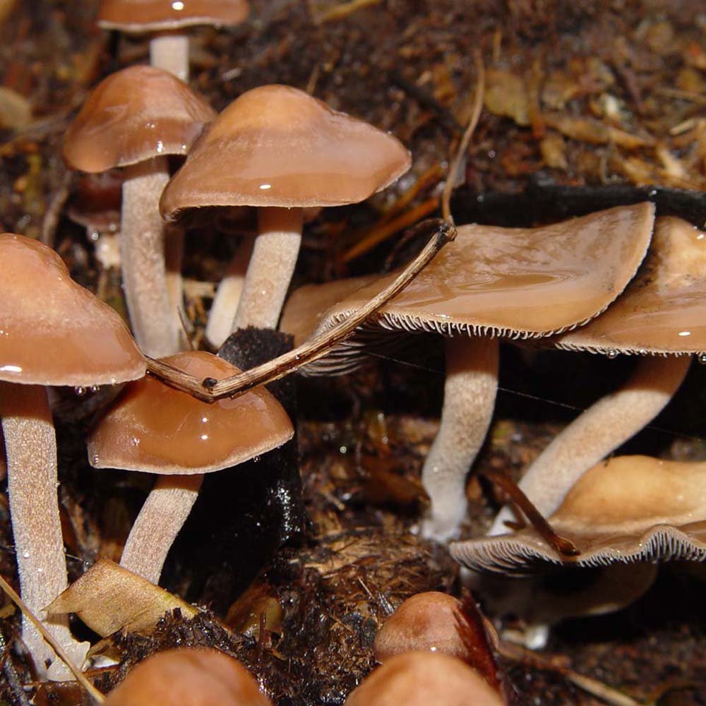 Panaeolus subbalteatus (Magic Mushrooms)