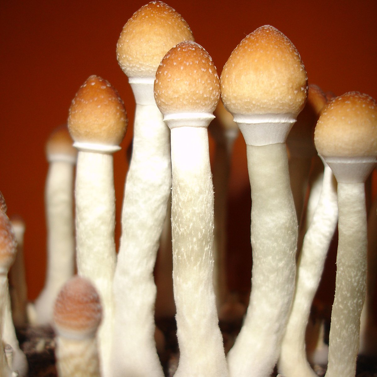 Psilocybe cubensis for sale (Magic Mushrooms)